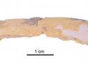新发现｜丹尼索瓦人在青藏高原持续生存到距今约4万年前
